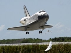 How many birds in this pic? Atlantis comes in for a landing at KSC. NASA photo.